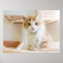 Suche nach babykatze poster Orangenkatze