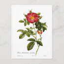 Suche nach rosa wilde blume postkarten Vintag