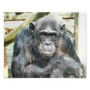 Suche nach chimpanzee poster Natur