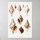 Suche nach vintage muscheln poster Retro