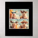 Suche nach schweine poster Wandern