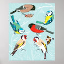 Suche nach singvogel poster Für kinder