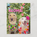 Suche nach lustiges labrador postkarten Hund