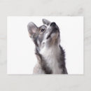 Suche nach cute animals postkarten Snow