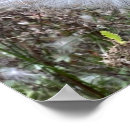 Suche nach hülsen poster Samen