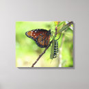 Suche nach raupe leinwandbilder Natur