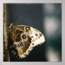 Suche nach morpho poster Butterfly