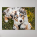 Suche nach australian shepherd poster Hund