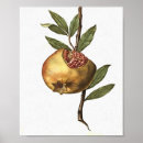 Suche nach granatapfel poster Künstlerisch