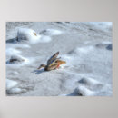 Suche nach mallard poster Tierwelt
