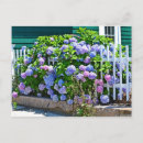 Suche nach hydrangeas postkarten Rosa
