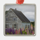 Suche nach lupinen ornamente Feld