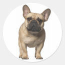 Suche nach french bulldog aufkleber Bulldogin