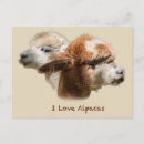 Suche nach alpakas poster Bauernhof