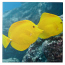 Suche nach riffe fliesen Tier