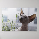 Suche nach exotische katzen poster Sphynchkatze