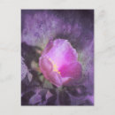 Suche nach alte rose postkarten Für sie