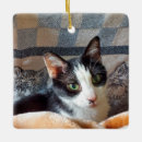 Suche nach weißes smoking ornamente Katzen