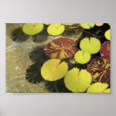 Suche nach lilypad Pflanze