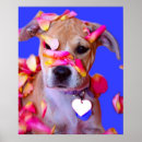 Suche nach american staffordshire terrier poster Welpen