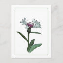 Suche nach bachelor postkarten Blume