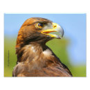 Suche nach goldener adler poster Natur