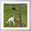 Suche nach goat poster Farm