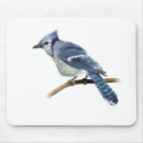 Suche nach blauhäher Jay