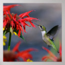 Suche nach hummingbird poster Farbig
