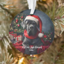 Suche nach cane corso ornamente Welpe