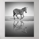 Suche nach zebra poster Tier