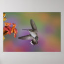 Suche nach flug poster Adam jones