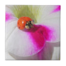 Suche nach petunien fliesen Rosa