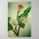 Suche nach lis poster Lilien