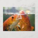 Suche nach koi karpfen poster Horizontal
