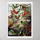 Suche nach trochilidae poster Vintag