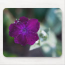 Suche nach campione Blumenreich
