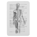 Suche nach mediziner magnete Anatomie