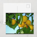 Suche nach aprikose postkarten Natur