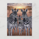 Suche nach savannah poster Zebra