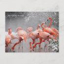 Suche nach nationaler vogel poster Rosa flamingos