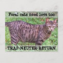 Suche nach wildkatzen postkarten Wildtiere