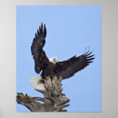Suche nach raubvogel poster Flügel