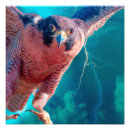 Suche nach wanderfalken poster Greifvogel