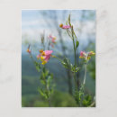 Suche nach wildblumen postkarten Berge