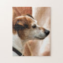 Suche nach jack russell terrier puzzle Hunde