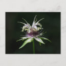 Suche nach basilikum postkarten Bergamot