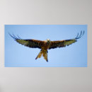 Suche nach würdevoll poster Vogel