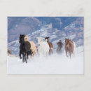 Suche nach laufende hors Schnee