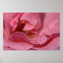 Suche nach rosenblüte poster Floral